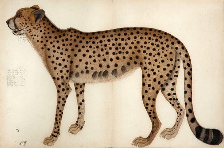 Cheetah (c. 1780), Shaikh Zain ud-Din.