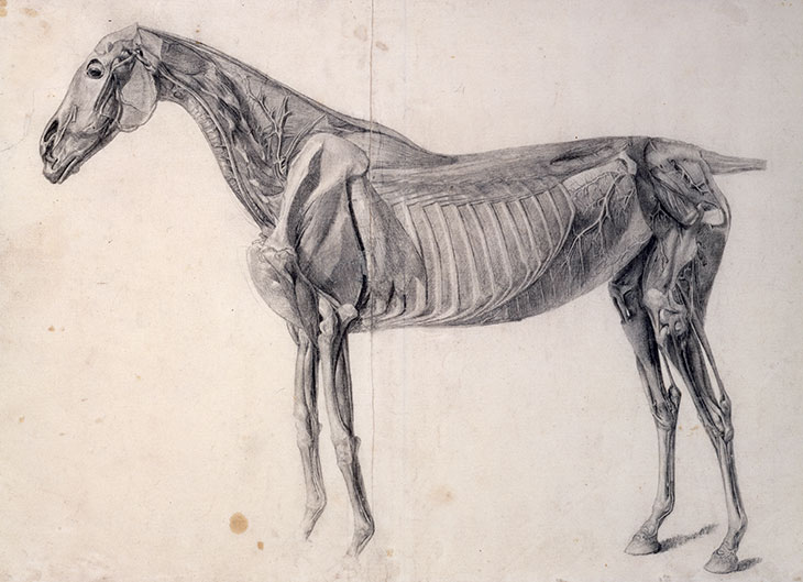 Finished study for The Fourth Anatomical Table of the Muscles of the Horse: the deeper muscles exposed and the head considerably dissected (1756–58), George Stubbs.