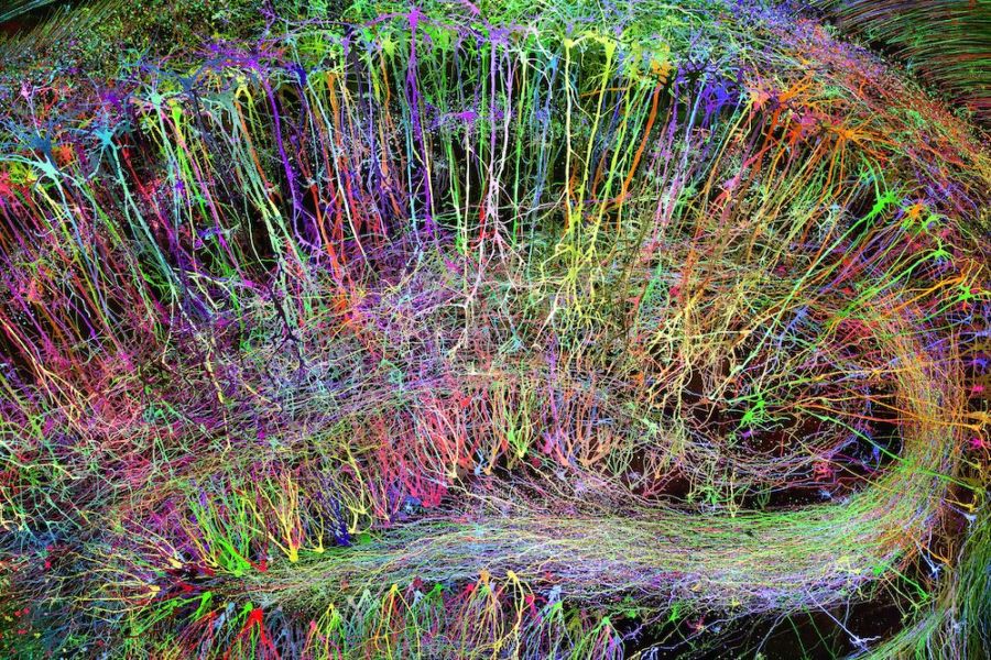Brainbow Hippocampus in color (detail; 2014), Greg Dunn.