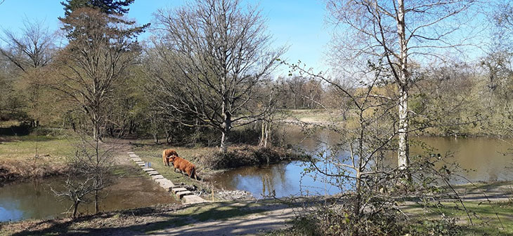 Longhorns paddling at Yorkshire Sculpture Park, 2020