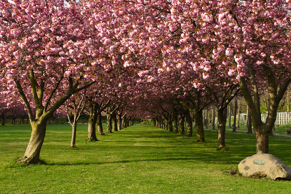 Cherry Blossoms at Brooklyn Botanic Garden Apollo Magazine