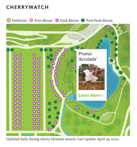 Screenshot of CherryWatch at Brooklyn Botanic Garden