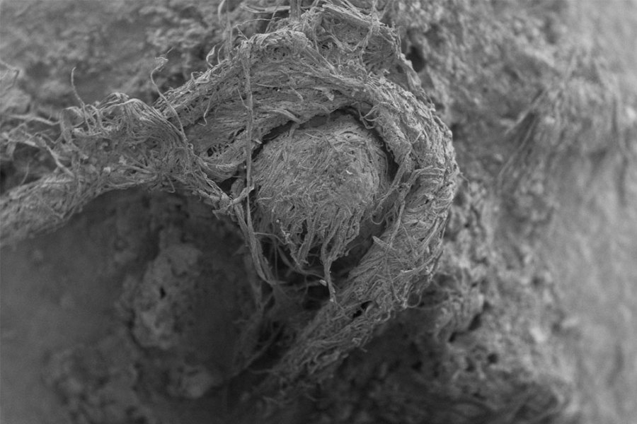 A scanning electron micrograph (SEM) of the cord fragment found at Abri du Maras.