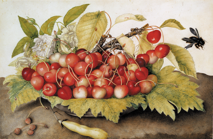 Plate with Cherries, a Bean Pod and a Bee (c. 1655–62), Giovanna Garzoni.