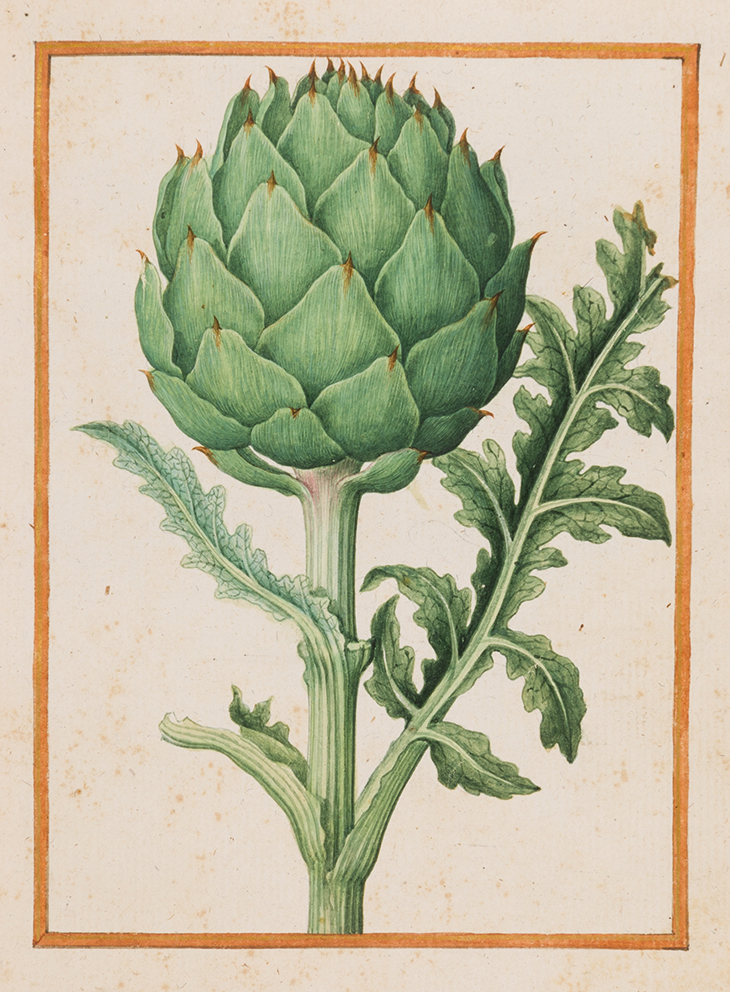 A Globe Artichoke (c. 1565–70), Jacques le Moyne de Morgues. Stephen Ongpin Fine Art (price on application)