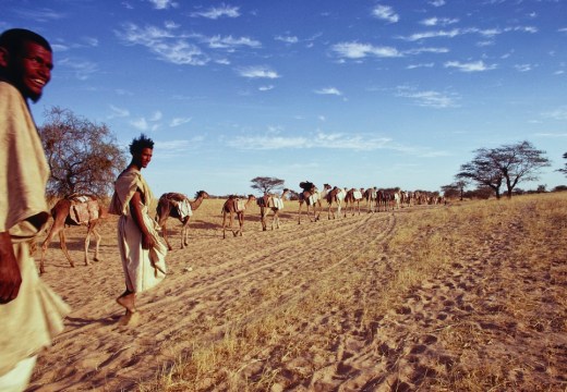 Dromedary camels, loaded with slabs of salt, on caravan route, Timbuktu, Mali (1971), Eliot Elisofon.