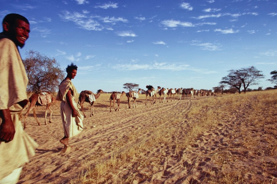 Dromedary camels, loaded with slabs of salt, on caravan route, Timbuktu, Mali (1971), Eliot Elisofon.