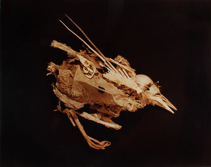 Mourning Dove (detail) from the series ‘ADSVMVS ABSVMVS’ (1982), Hollis Frampton.
