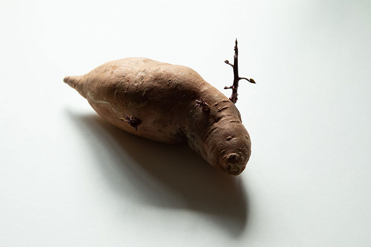 Potato Slug by Laura Gibault