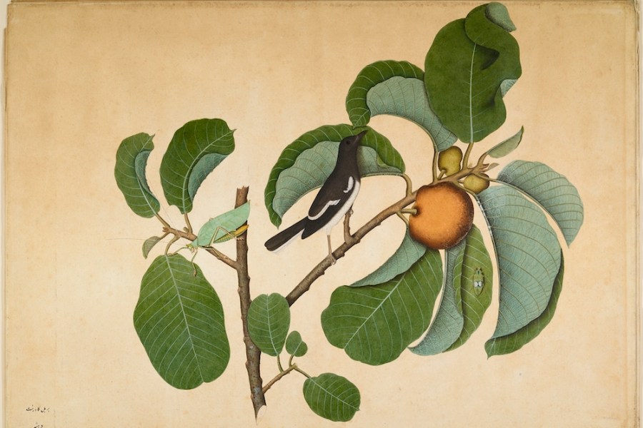 Oriental Magpie Robin with Katydid and Leaf Hopper on Monkey Jack Branch (1778) Sheikh Zain al-Din.