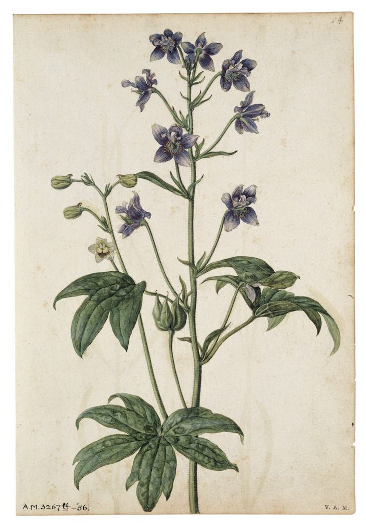 Delphinium Staphisagria (Stavesacre) (c. 1575), Jacques Le Moyne de Morgues.