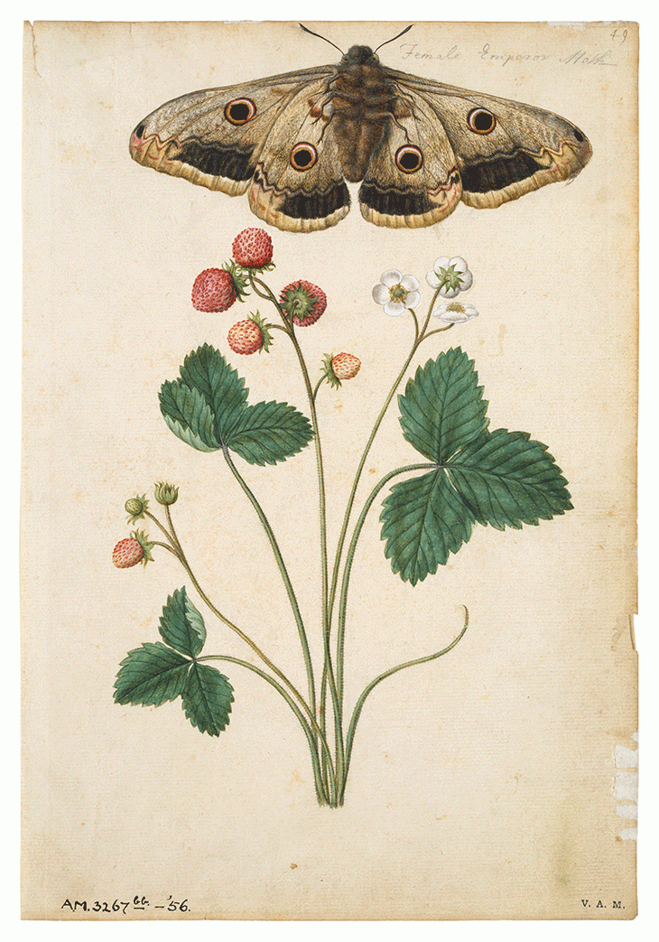 ‘Strawberry and Female Emperor Moth’ (recto) (c. 1575), Jacques Le Moyne de Morgues. Victorian and Albert Museum, London