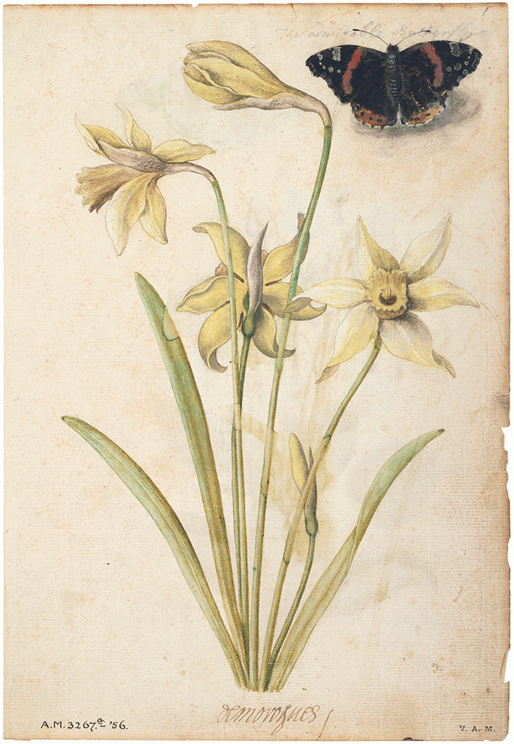 ‘Daffodils and a Red Admiral Butterfly’ (recto) (c. 1675), Jacques le Moyne de Morgues. Victoria and Albert Museum, London