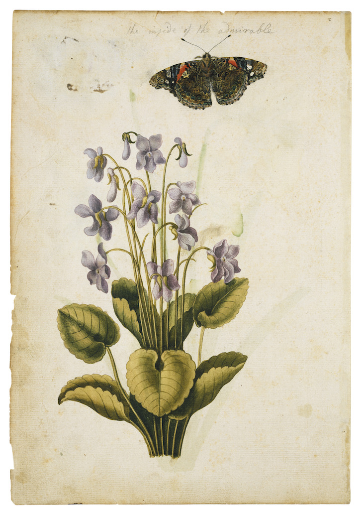 Violet (c. 1575), Jacques Le Moyne de Morgues.