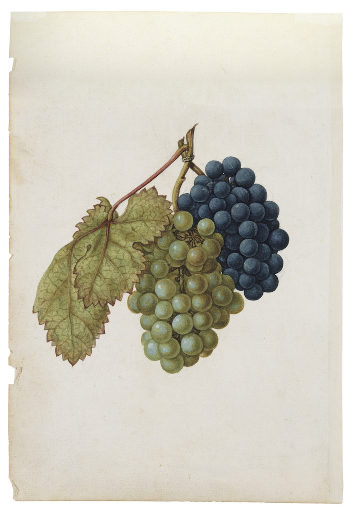 Black Grapes & White Grapes (c. 1575), Jacques Le Moyne de Morgues.