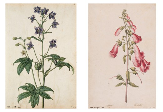 Pages 54 (‘Stavesacre’) and 25 (‘Foxglove’) in Jacques le Moyne de Morgues’ florilegium at the V&A (painted c. 1575)