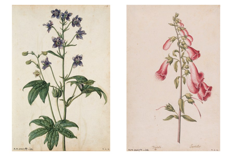Pages 54 (‘Stavesacre’) and 25 (‘Foxglove’) in Jacques le Moyne de Morgues’ florilegium at the V&A (painted c. 1575)