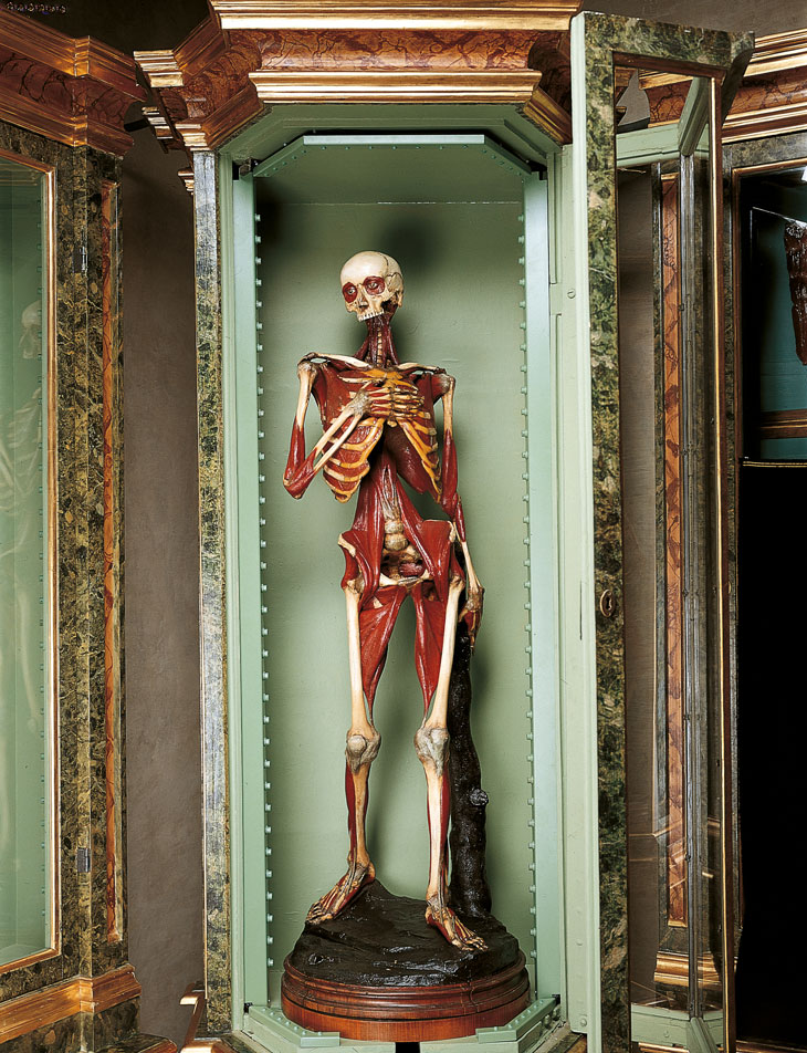 Anatomical model, 1742–51, Ercole Lelli. Museo di Palazzo Poggi, Bologna