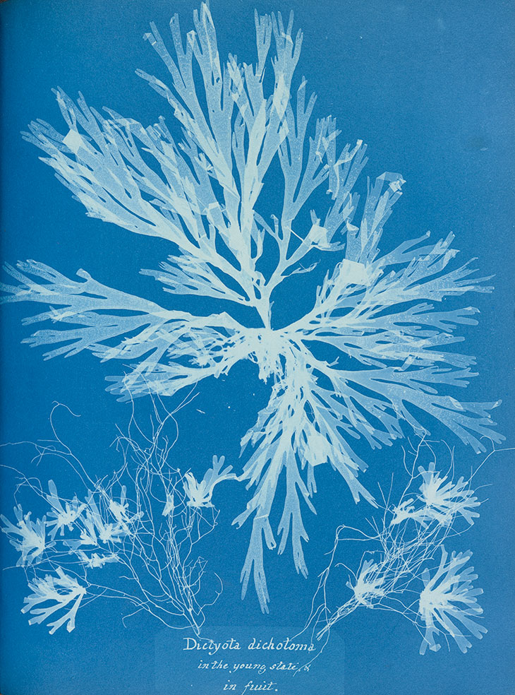 Plate 55 – Dictyota dichotoma, on the young state and in fruit from Photographs of British Algae: Cyanotype Impressions, Vol. 1 (Part 1) (1853), Anna Atkins.