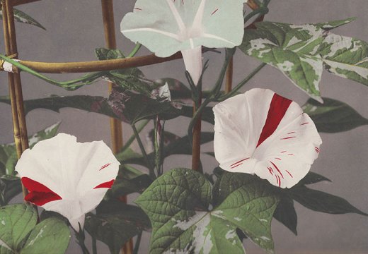 Morning Glory (detail), from Some Japanese Flowers (c. 1894), Kazumasa Ogawa.