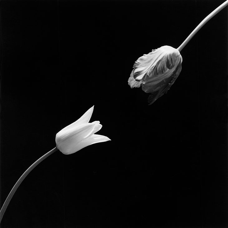Tulip (1984), Robert Mapplethorpe.