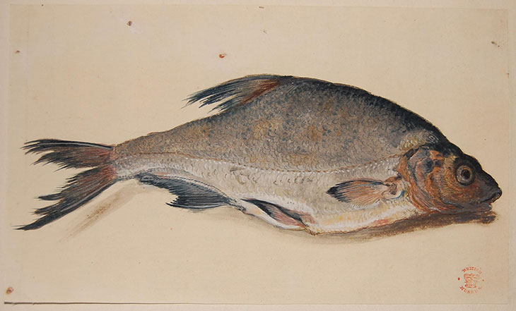 Bream (c. 1600–20), possibly by Aert Spiering.