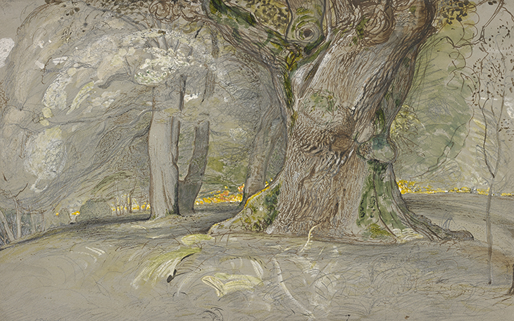 Oak Tree and Beech, Lullingstone Park (c. 1828), Samuel Palmer. Morgan Library & Museum, New York