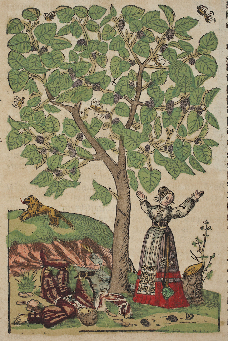 Woodblock illustration by David Kandel from an edition of Hieronymus Bock’s Kreuterbuch (1546), depicting Pyramus and Thisbe beneath a mulberry tree. 