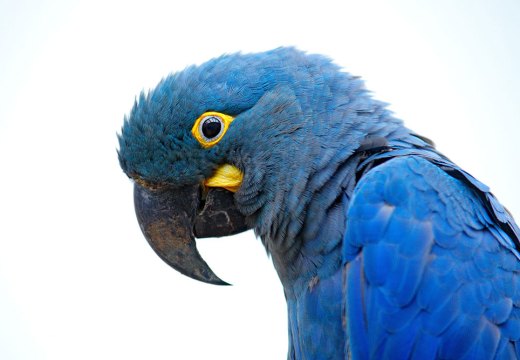 Bird’s eye – Lear’s macaw in its natural habitat.