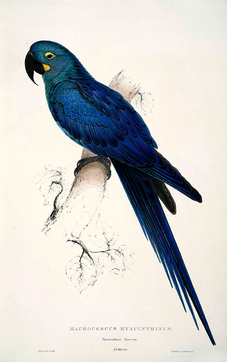 A feather in his cap: a plate from Edward Lear’s first publication, Illustrations of the Family of Psittacidae, or Parrots, published in 1832