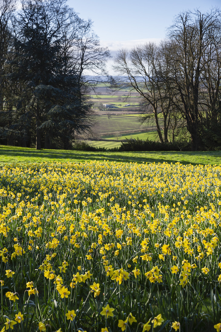 Daffodils in the Upper Deer Pen at Waddesdon, in spring 2021. 