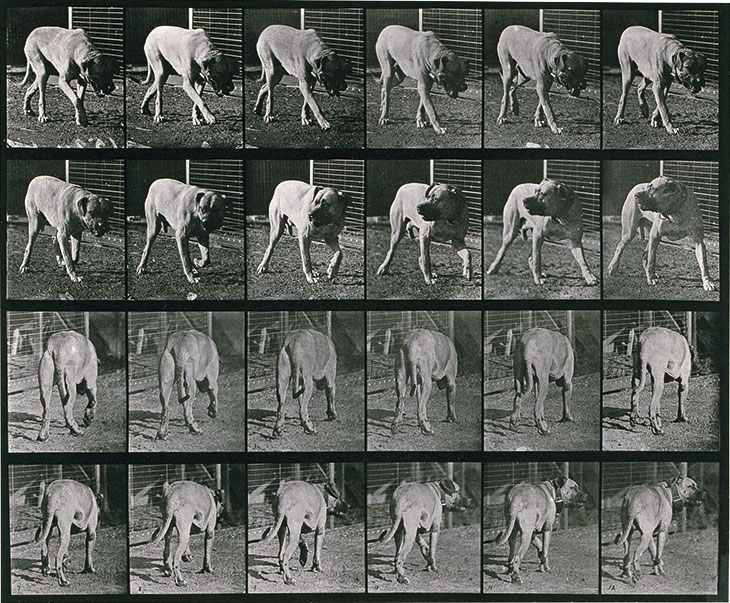 Dog; walking; interrupted, mastiff Dread from Animal Locomotion. An Electro-Photographic Investigation of Consecutive Phases of Animal Movements (1872–1885), Eadweard Muybridge. Royal Academy of Arts, London.