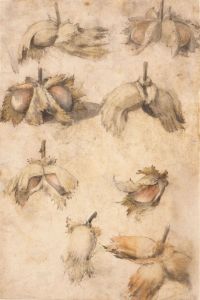 Hazelnut studies by Giovanni da Udine