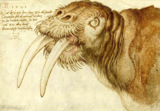 Head of a walrus (1521), Albrecht Dürer.