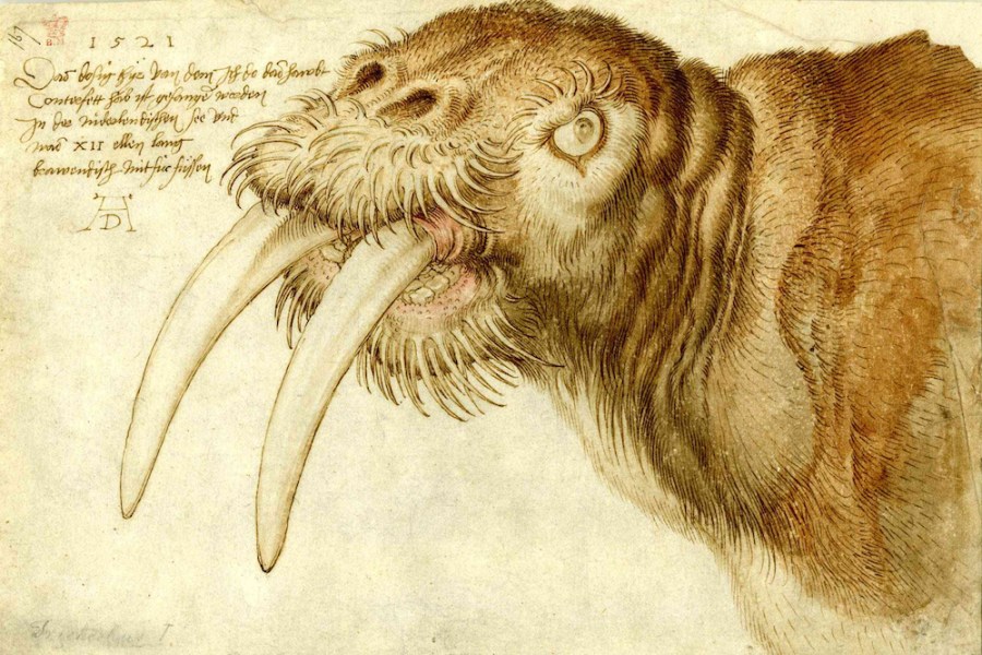 Head of a walrus (1521), Albrecht Dürer.