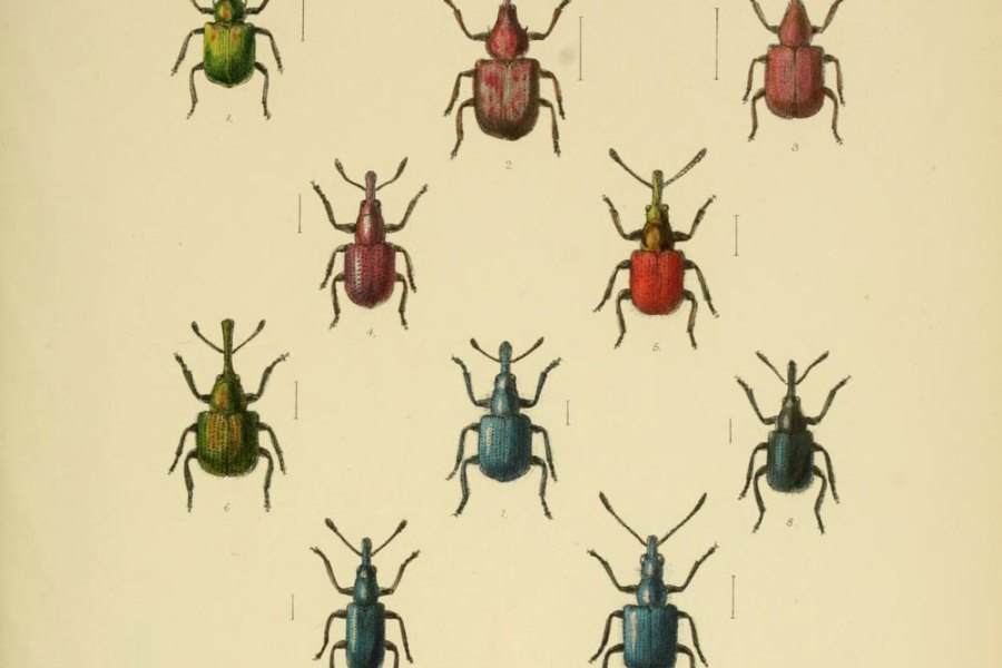 W. W. Fowler, The Coleoptera of the British Islands, Vol. 5, 1891. China Blue is visible on the bottom left.