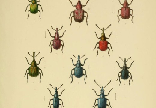 W. W. Fowler, The Coleoptera of the British Islands, Vol. 5, 1891. China Blue is visible on the bottom left.