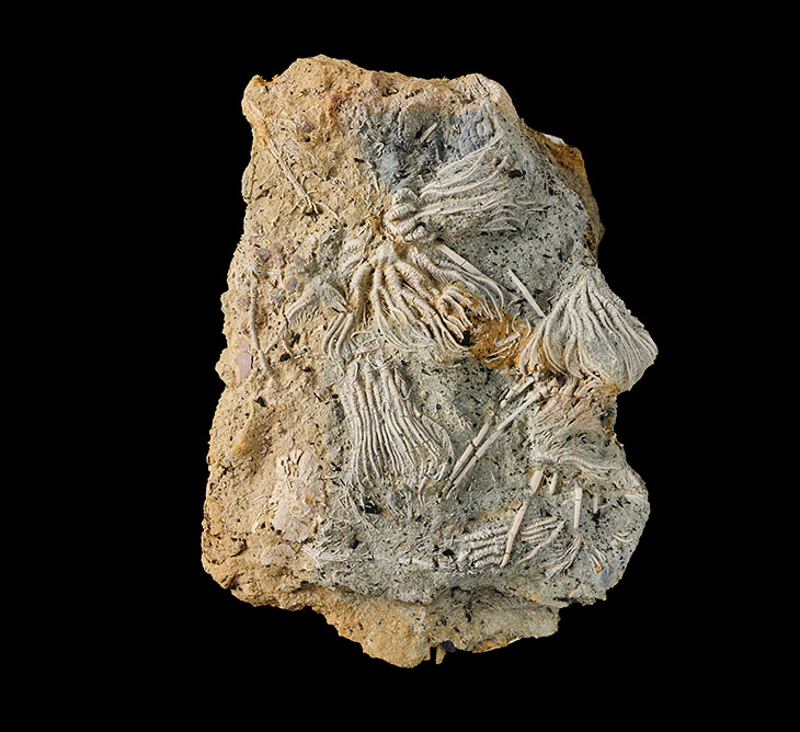 Sample of preserved echinoderms found in a quarry in the Cotswolds.