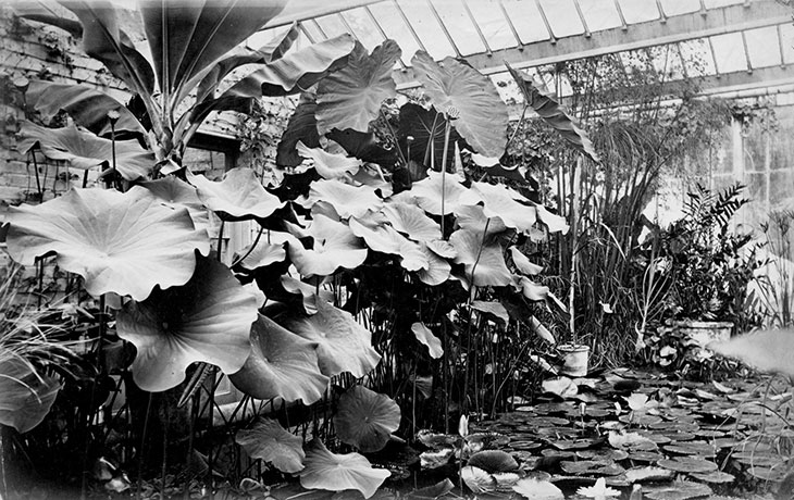 The Water Lily House at Oxford Botanic Garden, photographed in 1870