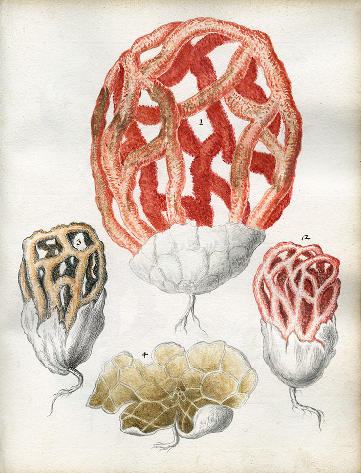 Basket stinkhorn (Clathrus ruber) from Bruno Tozzi’s Sylva fungorum (1724). Sherardian Library of Plant Taxonomy