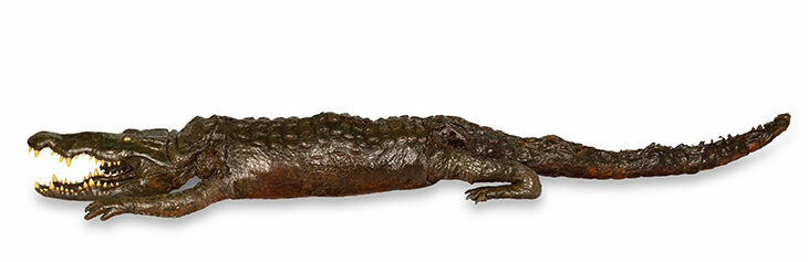 Taxidermy crocodile (mid 18th century).