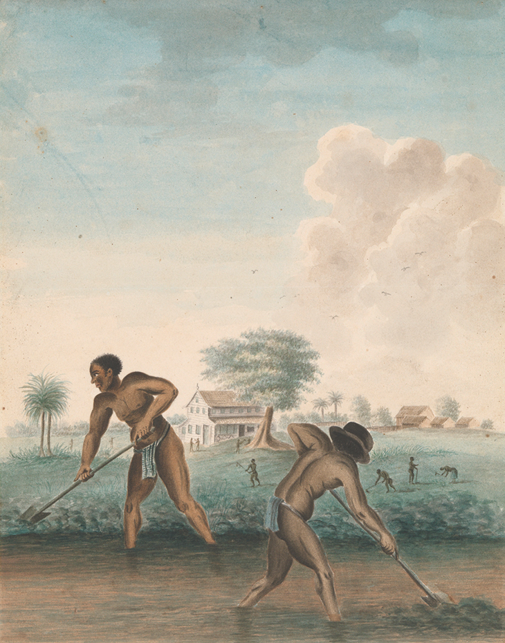 Enslaved Men Digging Trenches (c. 1850), artist unknown. Rijksmuseum, Amsterdam.