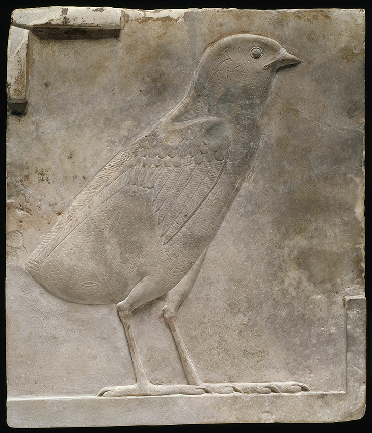 Plaque Depicting a Quail Chick (332–30 BCE).