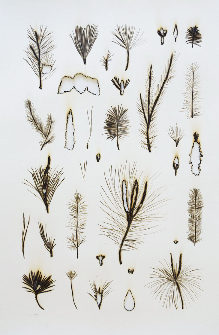 Monocultivos (pinus radiata)(2021), Rodrigo Arteaga.