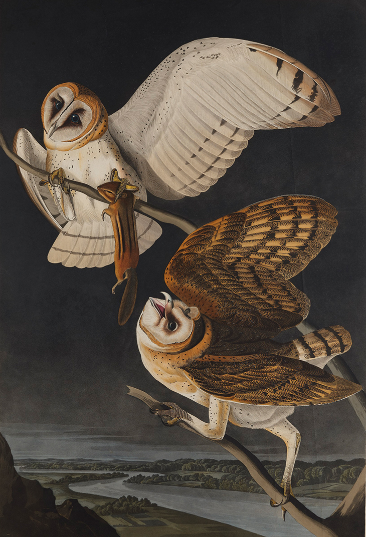 Print depicting Barn Owls (1827-38), John James Audubon.