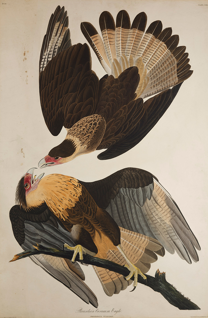 Print depicting Brasilian Caracara Eagles (1827-38), John James Audubon.