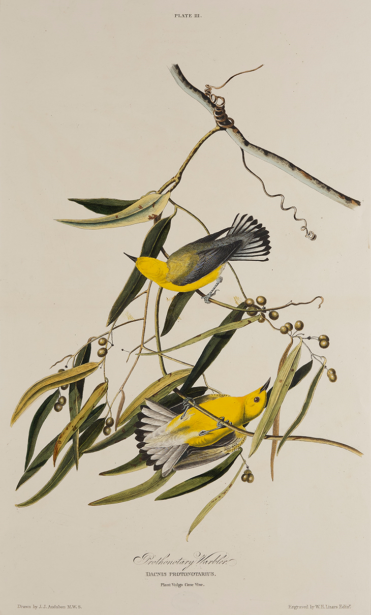 Print depicting Prothonotary Warblers (1827-38), John James Audubon.