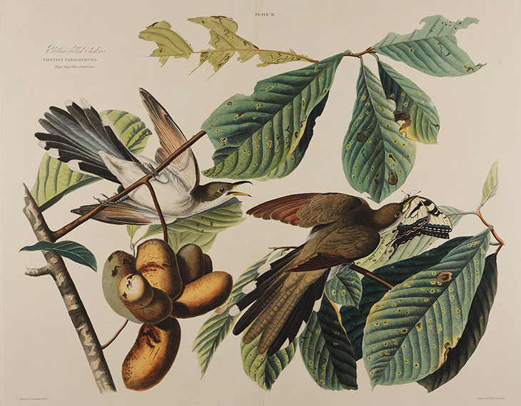 Print depicting Yellow Billed Cuckoo (1827-38), John James Audubon.
