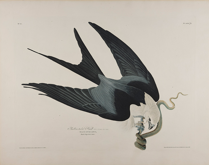 Print depicting a Swallow Tailed Hawk (1827-38), John James Audubon.