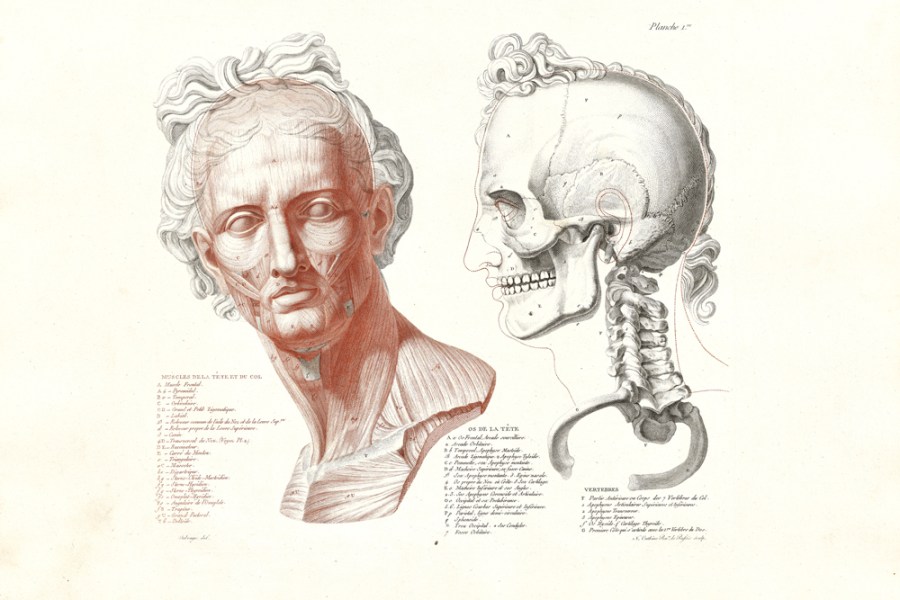 Head of the Apollo Belvedere, Rendered Anatomically (1812), Nikolaj Utkin after Jean-Galbert Salvage. Getty Research Institute, Los Angeles